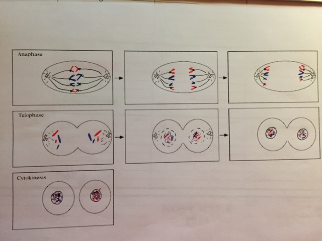 flip book for mitosis